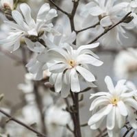 Magnolia Plants stellata