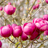 Magnolia Potted Plant - Lucky Dip