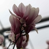 Magnolia Soulangeana Alba Superba