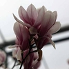 Magnolia soulangeana Plant - Alba Superba