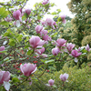 Magnolia soulangeana Plant