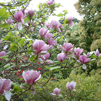 Magnolia soulangeana Plant