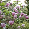 Magnolia soulangeana Plant