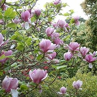 Magnolia soulangeana Plant