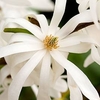 Magnolia Stellata Royal Star