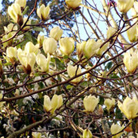 Magnolia Yellow Bird