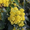 Mahonia aquifolium Plant - Apollo