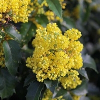 Mahonia aquifolium Plant - Apollo