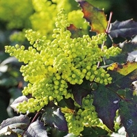 Mahonia aquifolium Plant