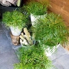 Mahonia eur. Plant - Soft Caress®
