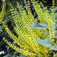 Mahonia media Plant - Charity