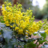 Mahonia Plant - Aquifolium