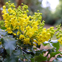 Mahonia Plant - Aquifolium