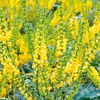 Mahonia Plant - Charity