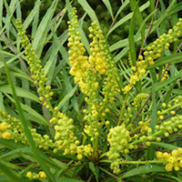 Mahonia Soft Caress Plant
