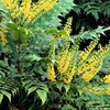 Mahonia x media Winter Sun Plants