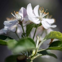 Malus Plant - 