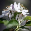 Malus Plant - 