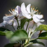 Malus Plant - 