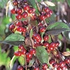 Malus Royal Beauty