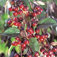 Malus Royal Beauty