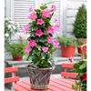 Mandevilla Bloom Bells Plant - Pink