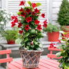 Mandevilla Bloom Bells Plant - Red