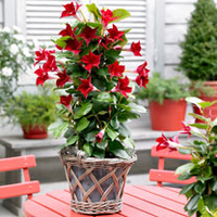 Mandevilla Bloom Bells Plant - Red