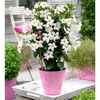 Mandevilla Bloom Bells Plant - White