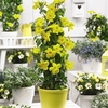 Mandevilla Yellow