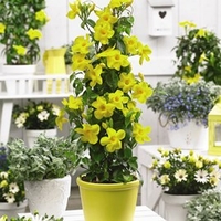 Mandevilla Yellow