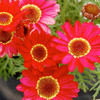 Marguerite Plant - Grandaisy Red