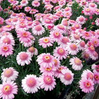 Marguerite Plant - La Rita Rose