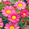 Marguerite Plant - Mini Standard Pink