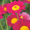 Marguerite Plant - Mini Standard Red