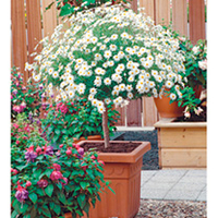 Marguerite Plant - Mini Standard White