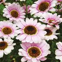 Marguerite Plant - Reflection Pink
