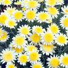 Marguerite Plant - Sole Mio Imp