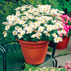 Marguerite Plants - Collection