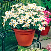 Marguerite Plants - Collection