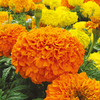 Marigold (African) Plants - Sunspot Mix