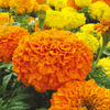 Marigold African Plants - Sunspot Mix