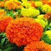 Marigold (African) Plants - Sunspot Mix
