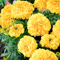 Marigold (African) Seeds - Golden Hedger