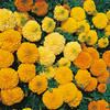 Marigold (African) Seeds - Jubilee Mixed F1