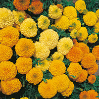 Marigold (African) Seeds - Jubilee Mixed F1