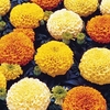 Marigold (African) Seeds - Marvel Mixed F1
