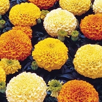 Marigold (African) Seeds - Marvel Mixed F1