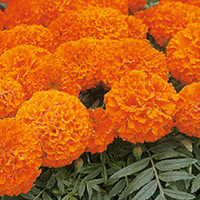 Marigold (African) Seeds - Space Hopper