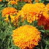 Marigold (African) Seeds - Sunset
